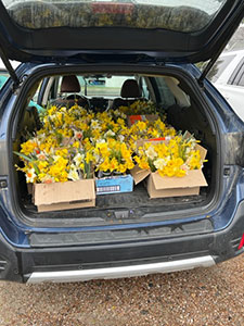 Daffodils arrangements in a car ready to be delivered
